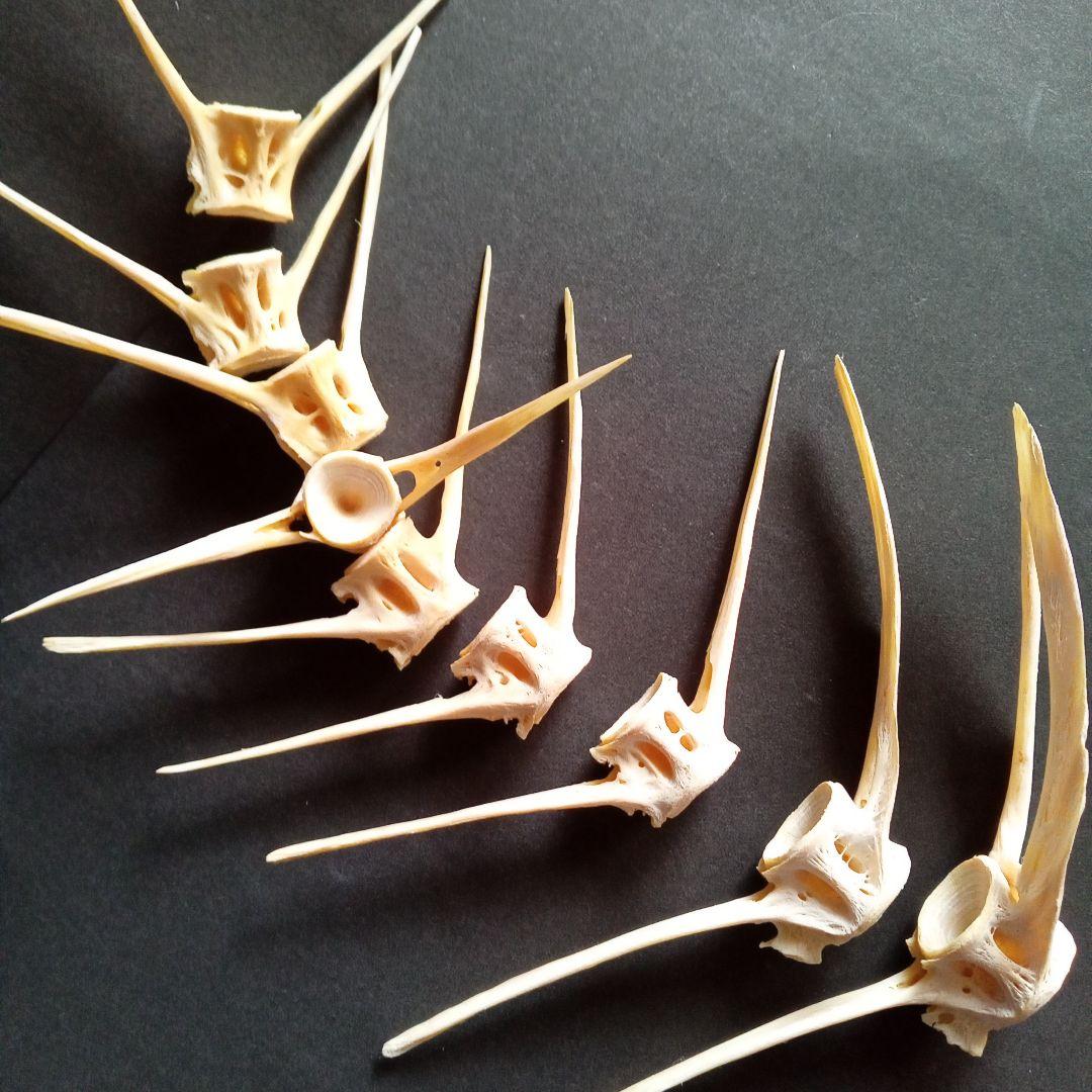 骨格　標本　魚類　ナポレオンフィッシュ　脊椎骨