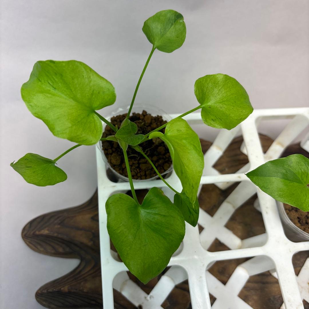 ト*)様 5株セットms39フィロデンドロン・セローム・斑入り　希少品種　観葉植