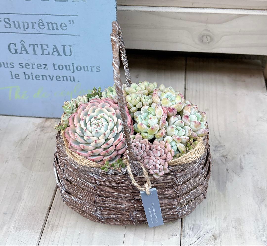 専用ページ　　多肉植物　寄せ植え　かご　·͜· ꕤ︎︎