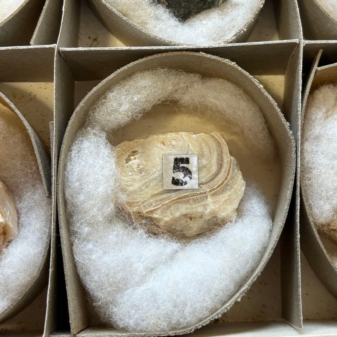 阿武隈山地あぶくま洞の岩石標本 高橋紀信 盛文堂 鍾乳石 方解石 昭和50年代