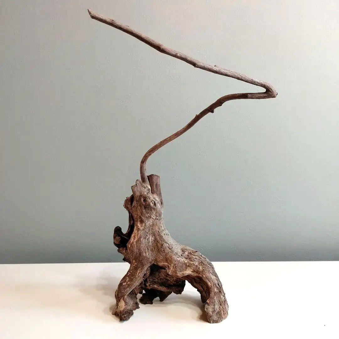 ホーンウッド アクアリウム 爬虫類 登り木 流木 w22×d12×h27