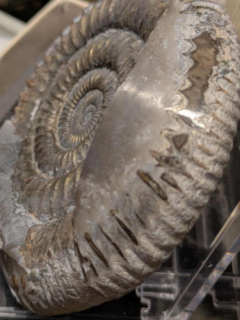 アンモナイト　化石　最高品位　レア産地　標本　鉱物