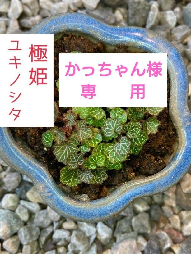 パルダリウム　屋久島　極姫ユキノシタ