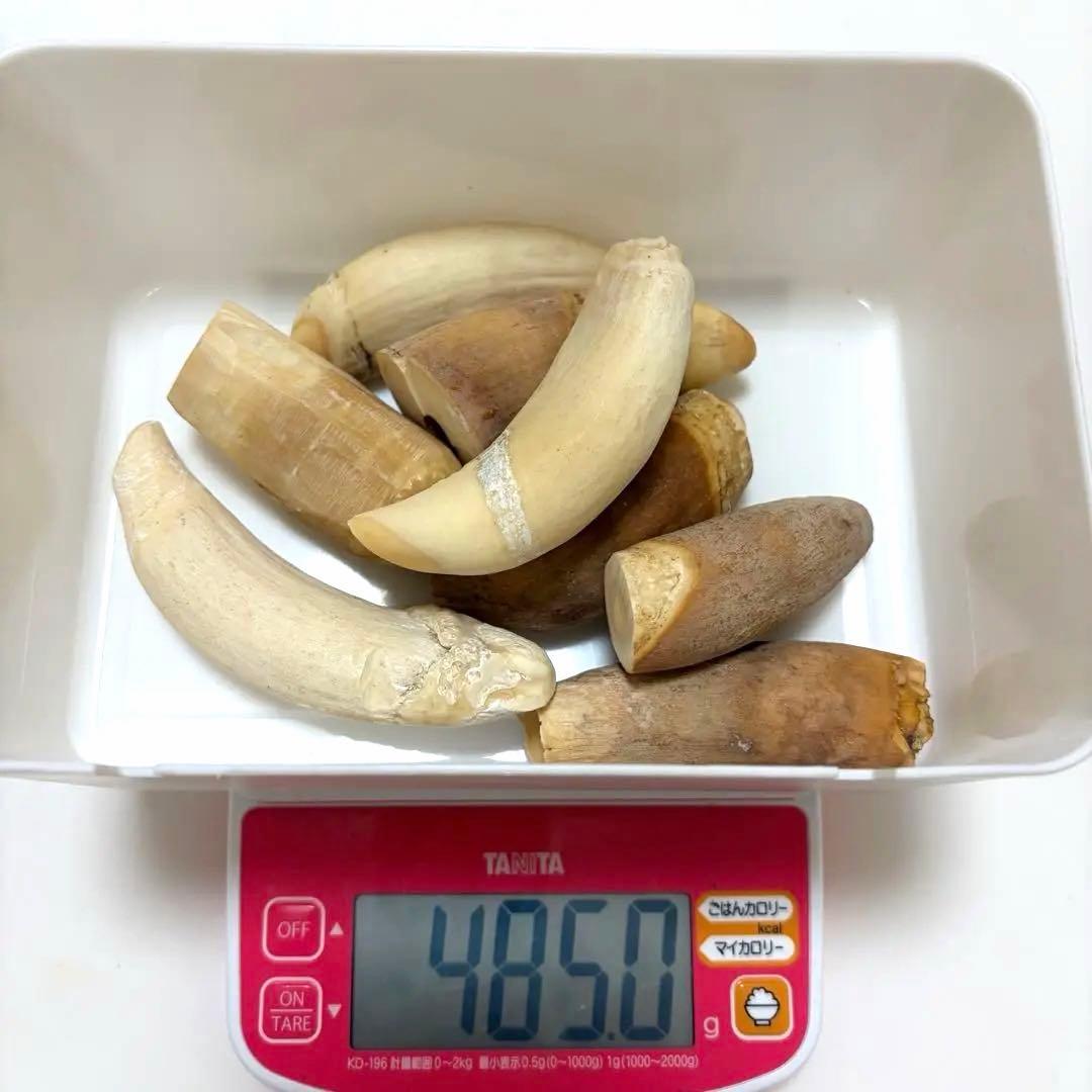 【最終値下げ】マッコウクジラ　歯　485g 8本　鯨