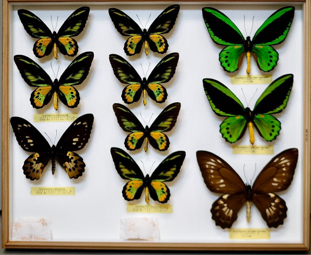 蝶標本  ロスチャイルドトリバネアゲハ 産地別コレクション 研究用 大型ドイツ箱