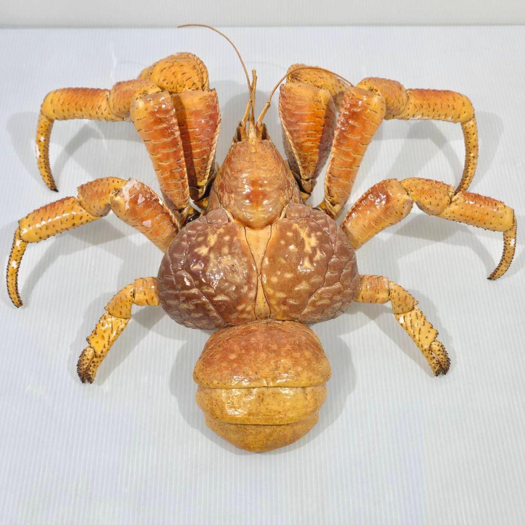 ヤシガニ 剥製 標本 現地土産品 沖縄 当時物