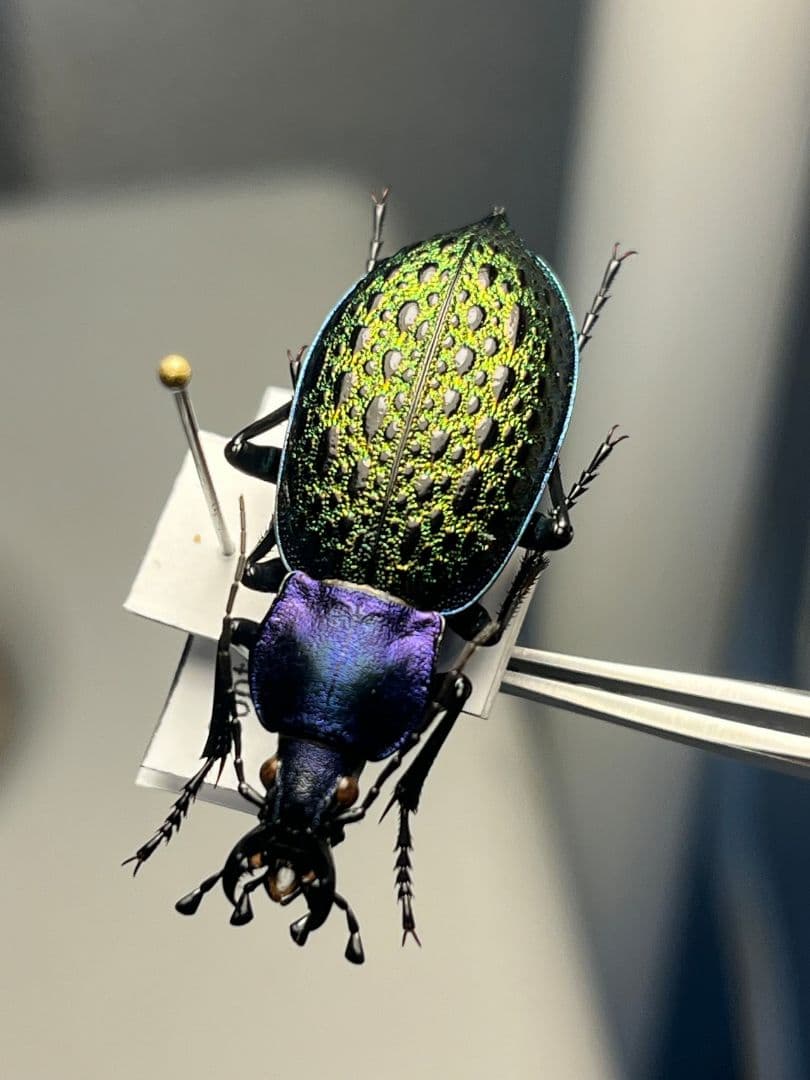 【極美個体】エリスカブリモドキ オサムシ標本 オサムシ マイマイカブリハンミョウ