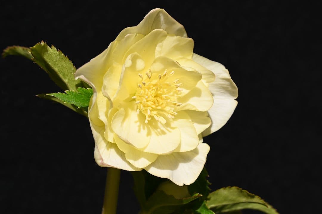 クリスマスローズ　最新花！認定かぐや姫　加藤農園