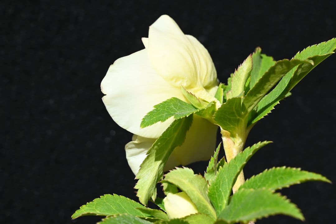 クリスマスローズ　最新花！認定かぐや姫　加藤農園