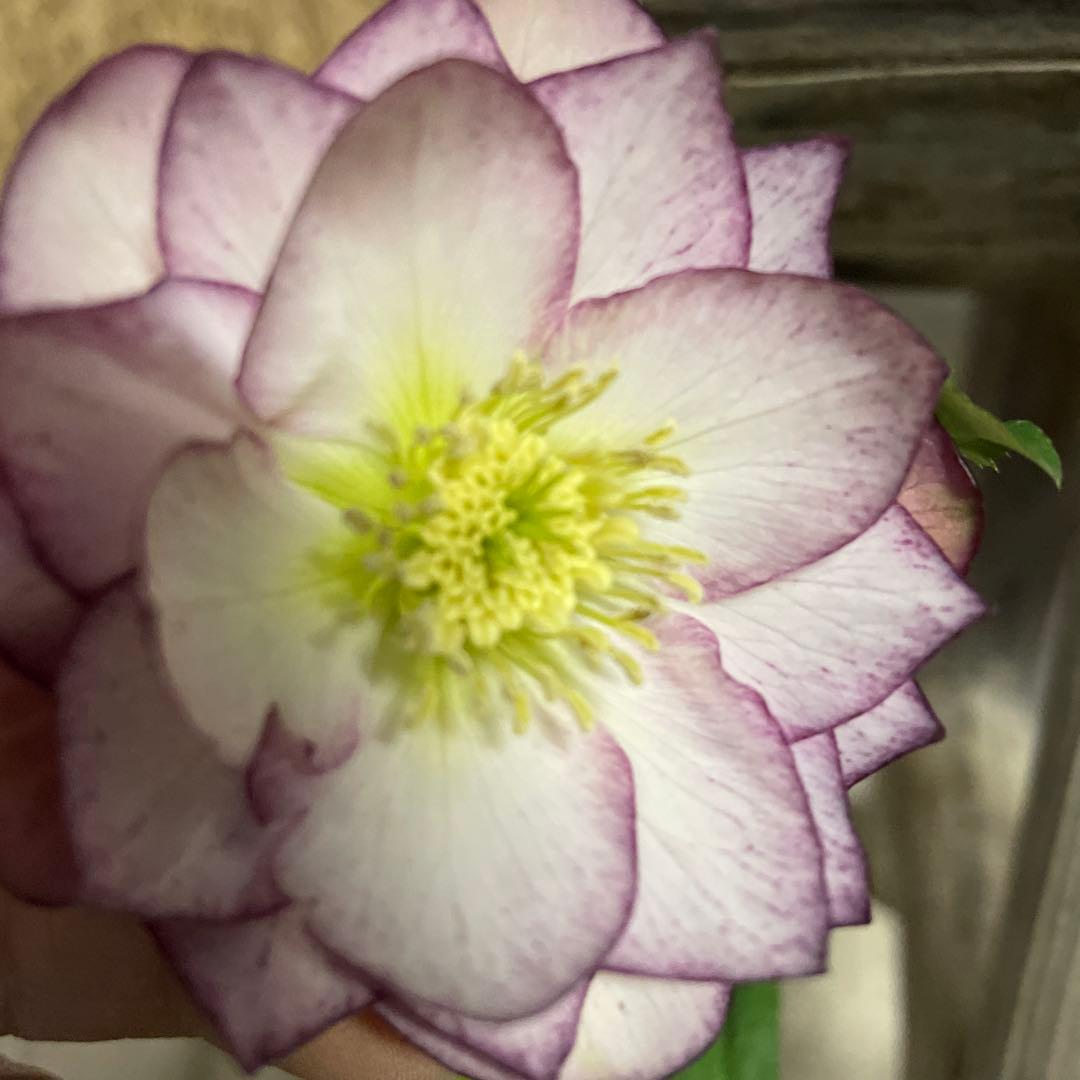 なおさん です♪2点セット！クリスマスローズ7鉢　4鉢　八重咲き　苗　苗木