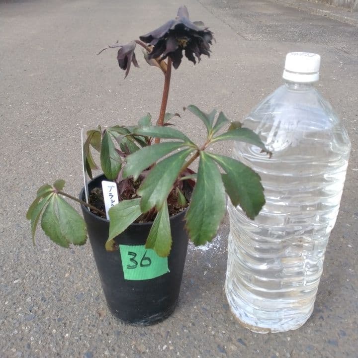 広瀬園芸。ブラックマジック。黒色の多弁花のクリスマスローズ。 NO36