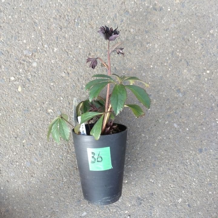 広瀬園芸。ブラックマジック。黒色の多弁花のクリスマスローズ。 NO36