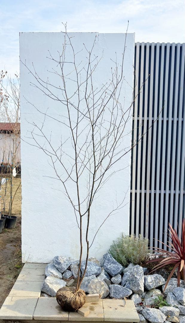 美形。山採りクロモジ2.6M(鉢底から)