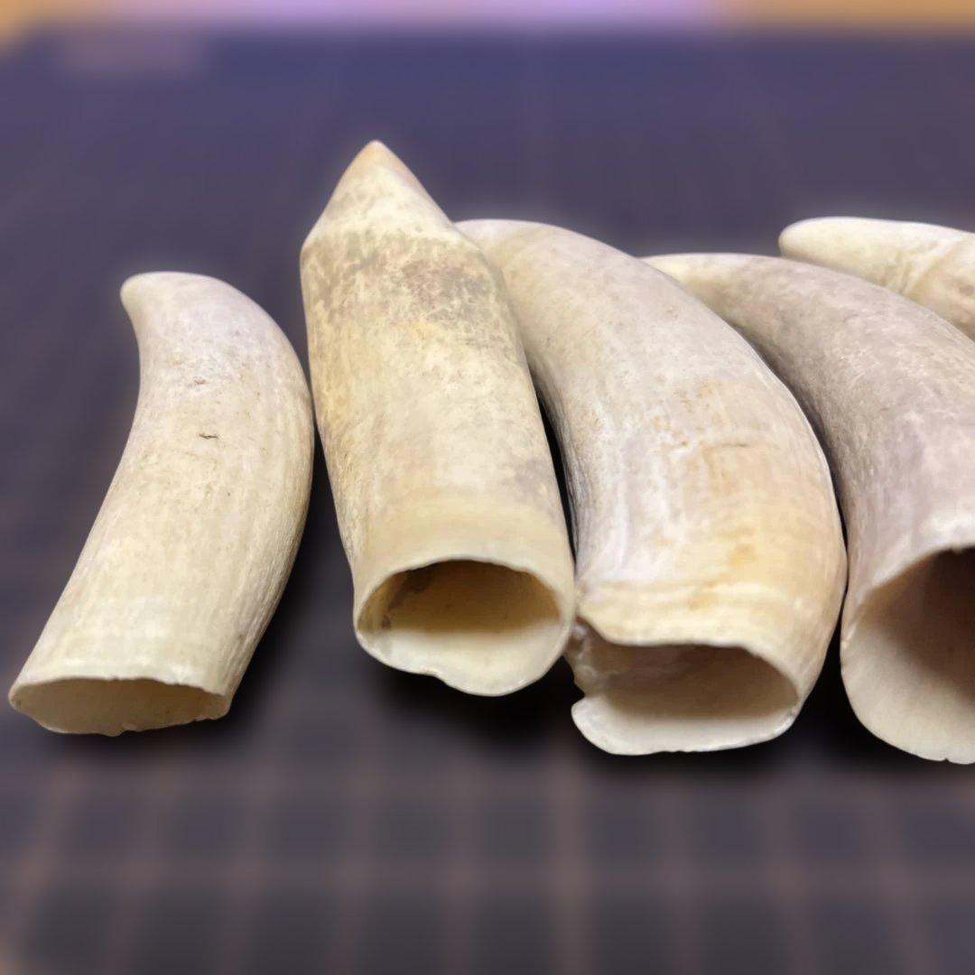 鯨歯　マッコウクジラ