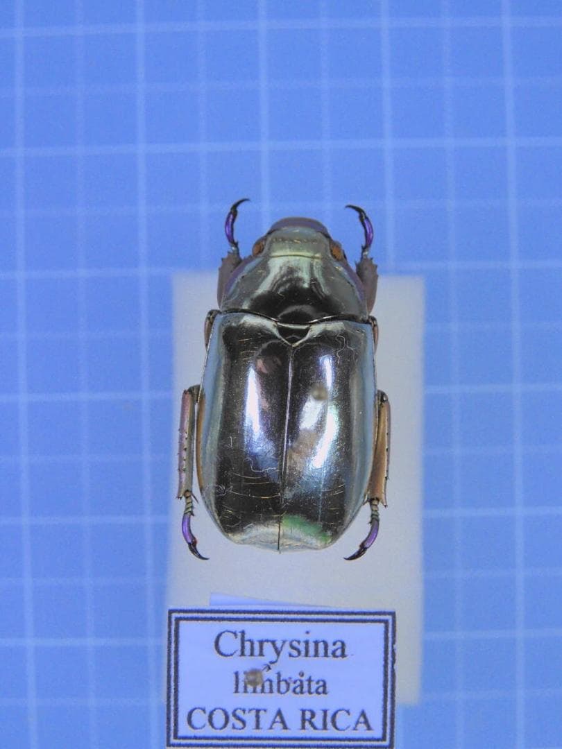 コスタリカ産　リンバータプラチナコガネ　22mm