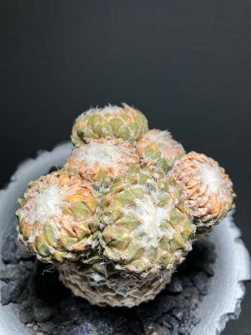 銀牡丹　ペレキフォラ　現地球　分頭株　検）グラキリス　黒王丸　パキプス　アガベ