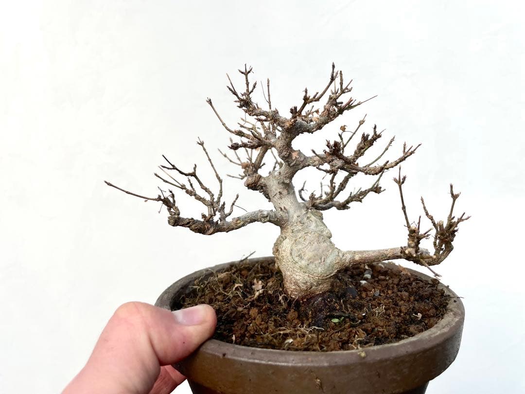 三河盆栽　カエデ　楓　小品素材　小品盆栽　変わり木