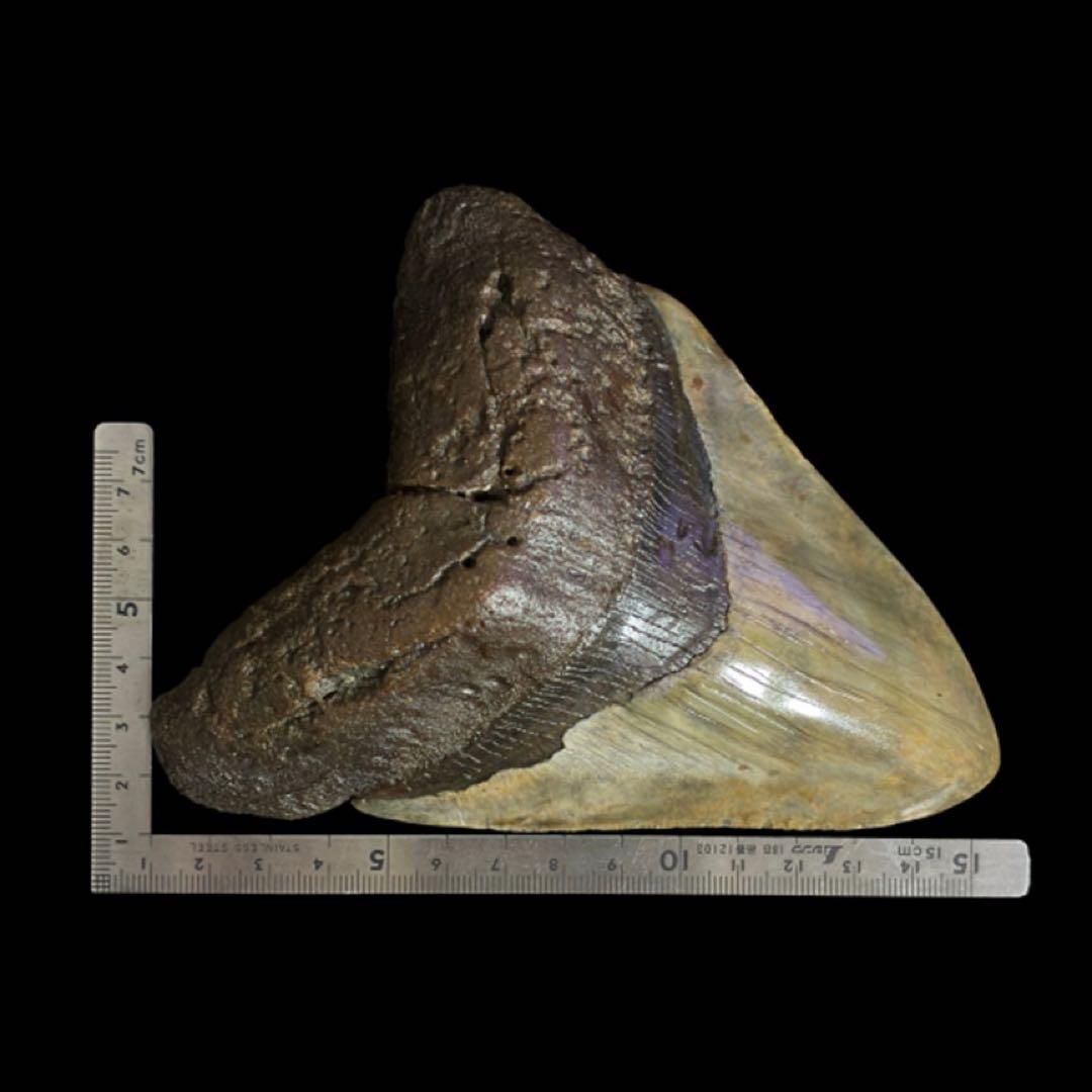 メガロドン　歯　化石　サウスカロライナ産　特大　最大