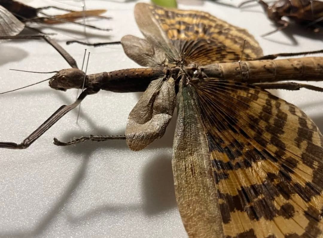 【200mm】ギガスオオトビナナフシの昆虫標本 コノハムシカマキリマンテ