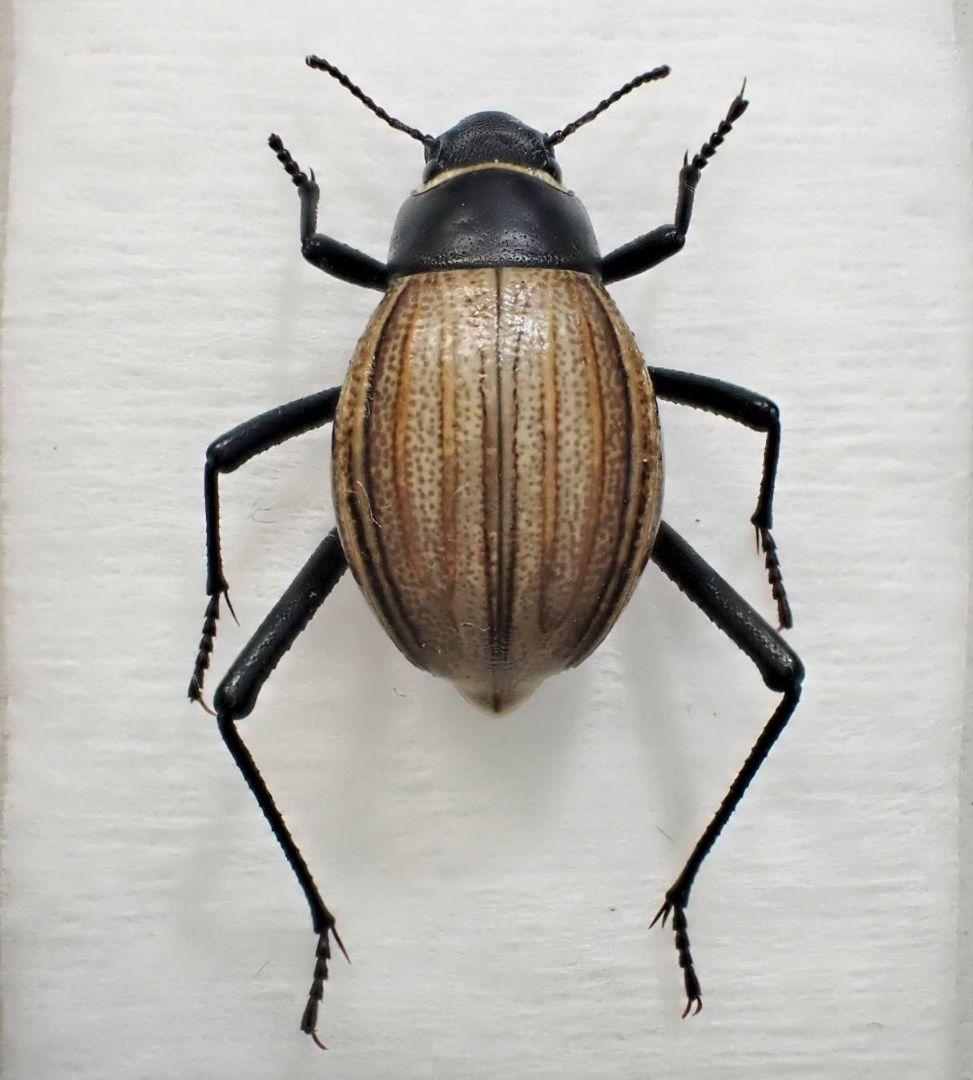 2頭　アンゴラ産キリアツメの仲間