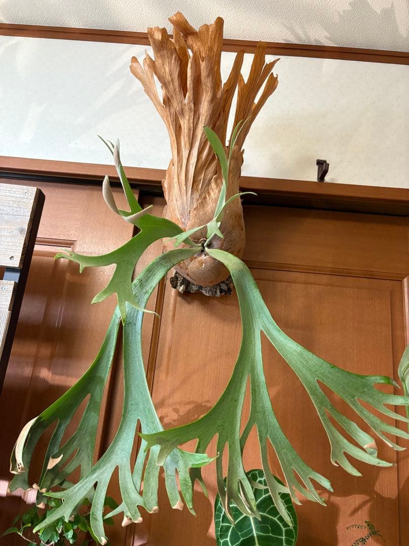 胞子大量！P.Willinckii Dwarf Tatsuta ビカクシダ　親株