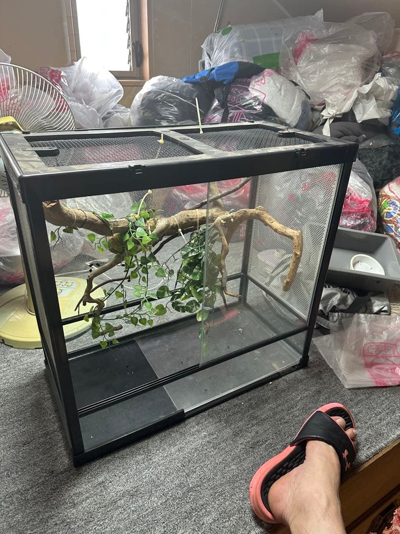 ［引き取り限定］中型ガラス飼育ケージ 600木の枝付きおまけケージ2個