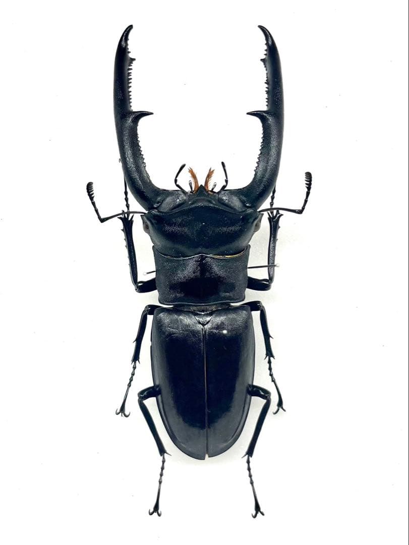 マンディブラリスフタマタクワガタ　105mm 標本