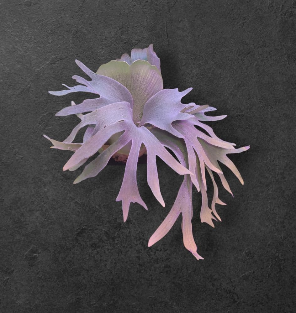 わ*ち様 【期間限定出品】P.FSQ 'FW' oc/ビカクシダ