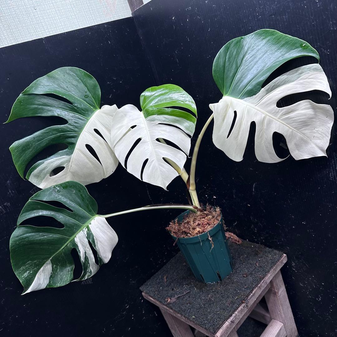 迫*雄様 モンステラ斑入りハーフムーンホワイトタイガー極美斑入り　　 57cm