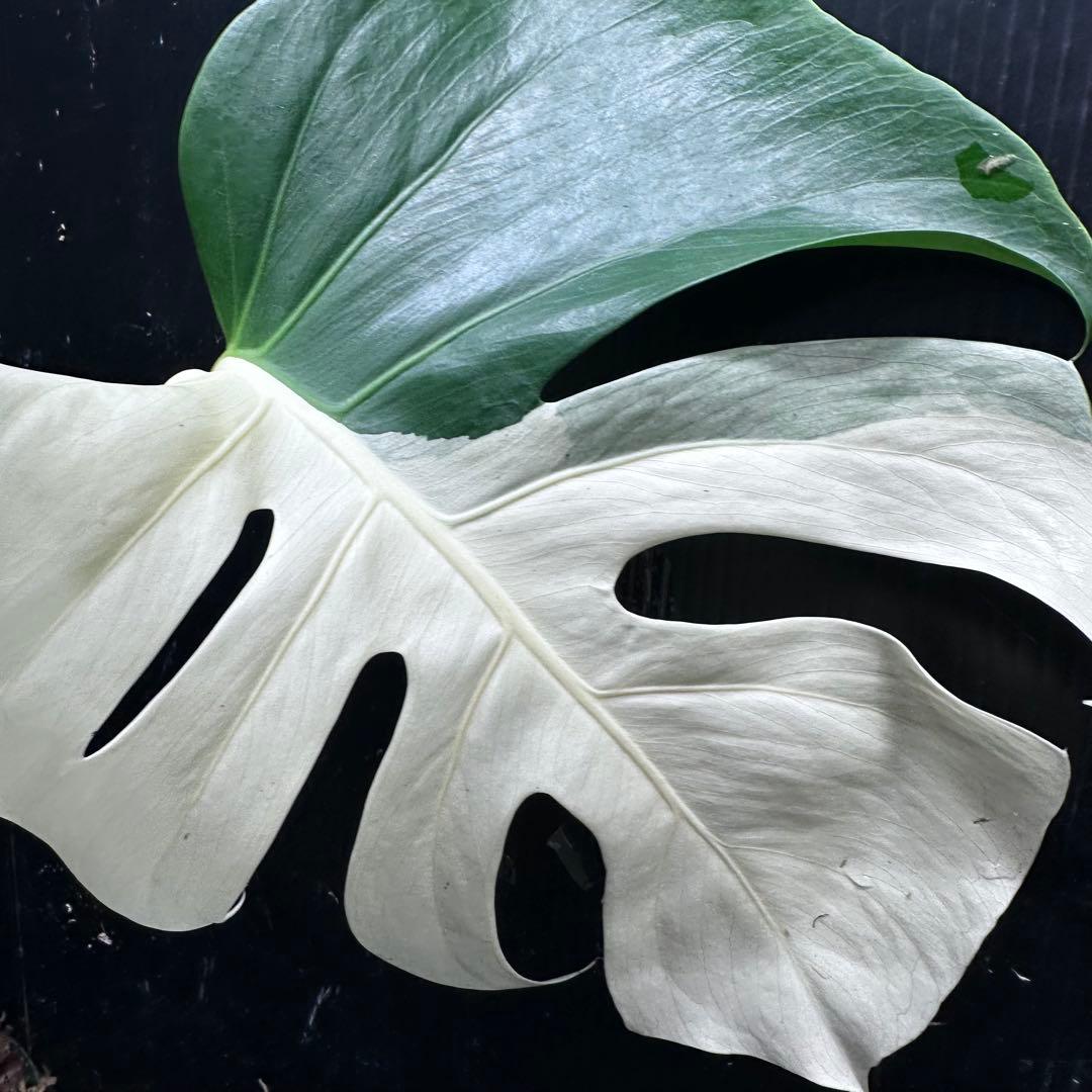 迫*雄様 モンステラ斑入りハーフムーンホワイトタイガー極美斑入り　　 57cm