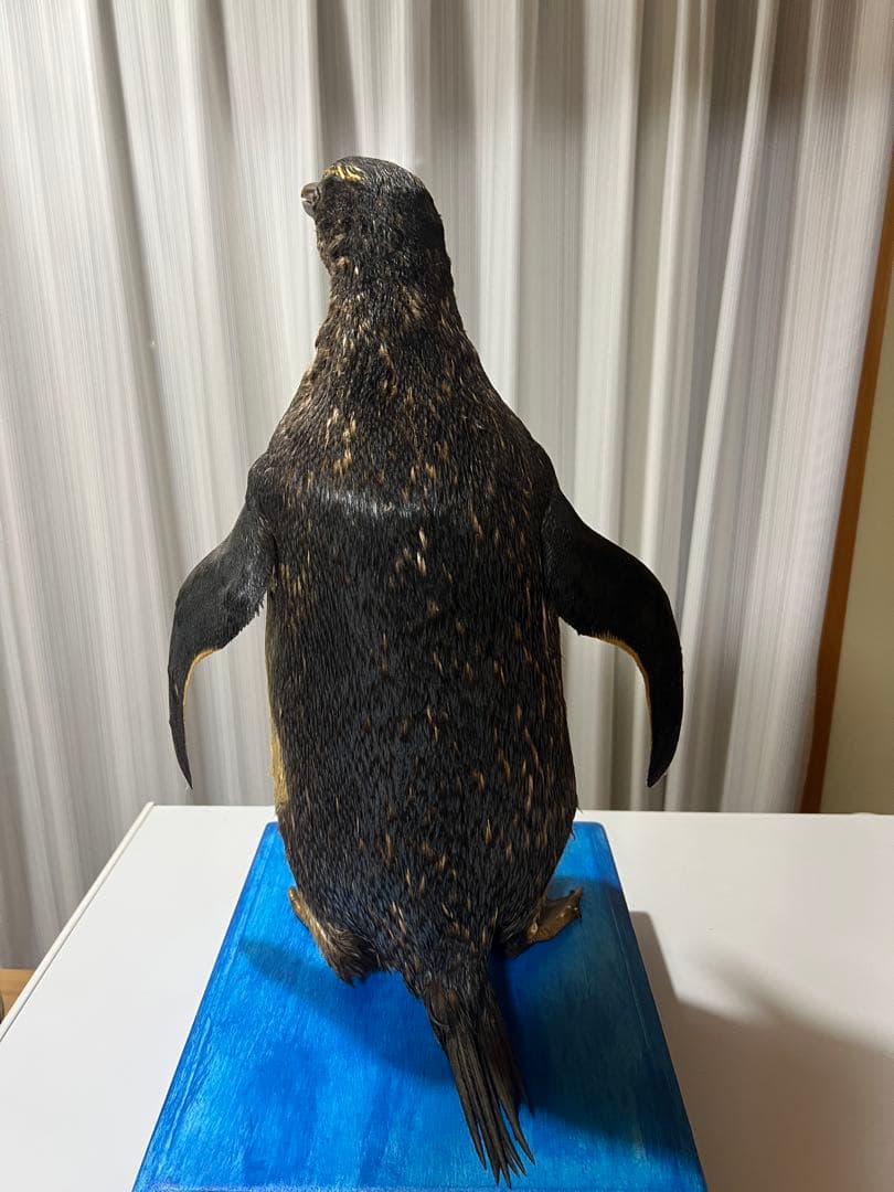 ペンギン剥製