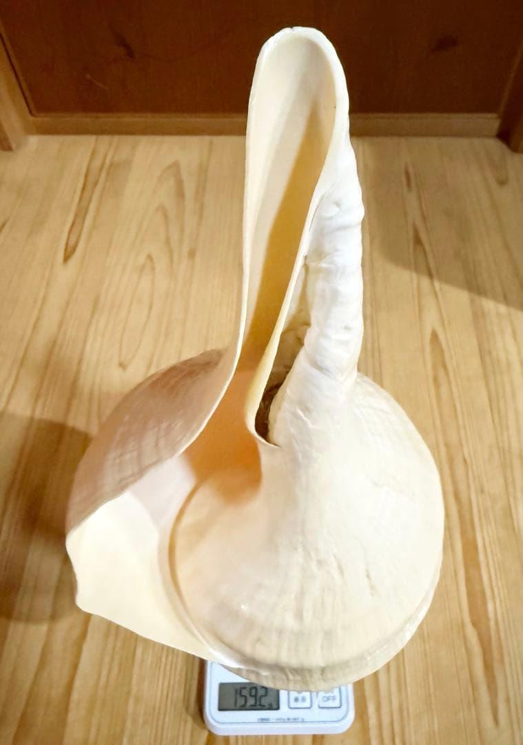 綺麗な特大45㎝アラフラオオニシ 法螺貝　ほら貝　ホラガイ