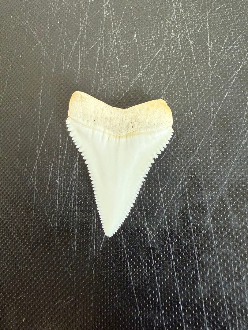 ホホジロザメ歯1