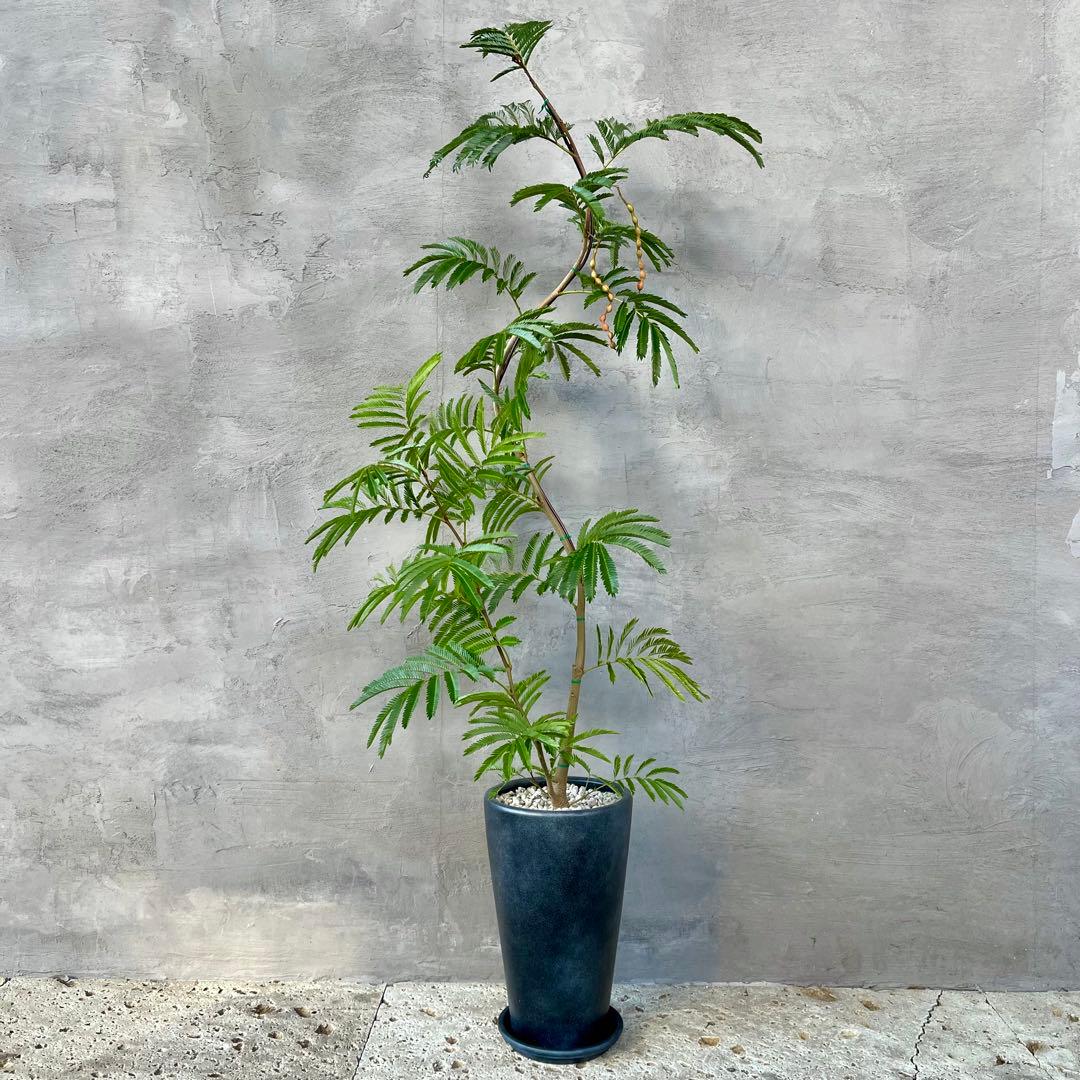 大型　エバーフレッシュ　曲がり仕立て　陶器鉢　植え込み発送