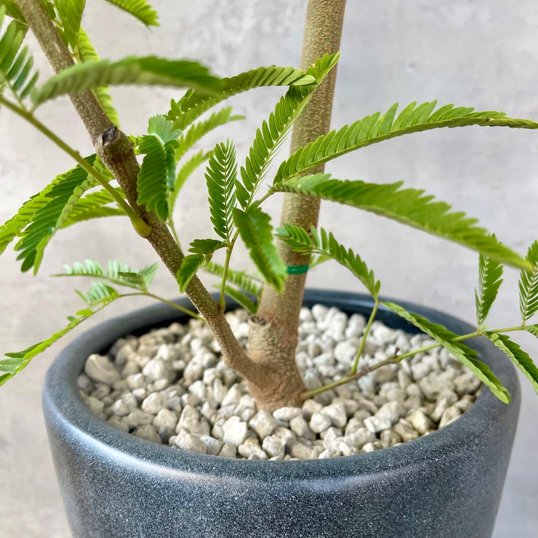 大型　エバーフレッシュ　曲がり仕立て　陶器鉢　植え込み発送