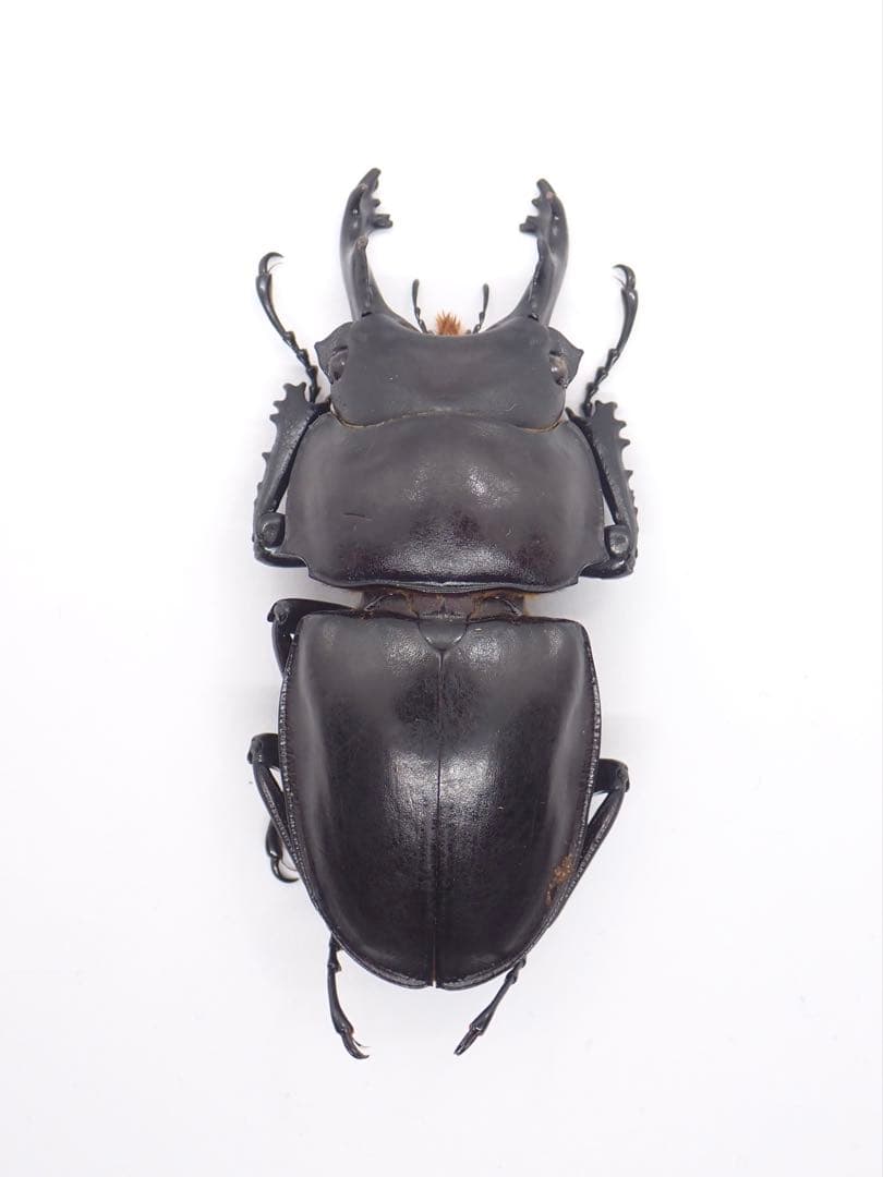 図鑑未掲載産地！大型ヤエヤママルバネクワガタ標本