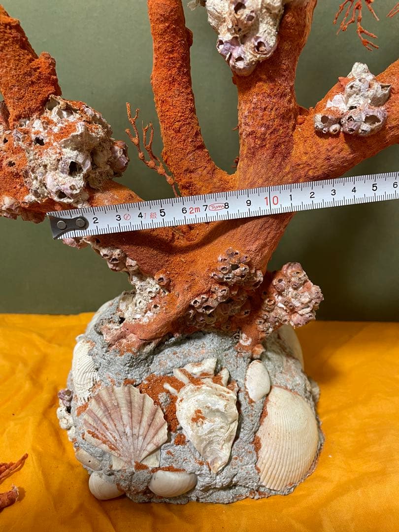 赤珊瑚 天然アップル珊瑚 原木