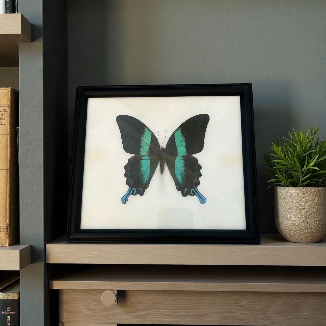 最高級 ミドリオナガタイマイ 標本 Papilio blumei 蔦屋　額入り蝶
