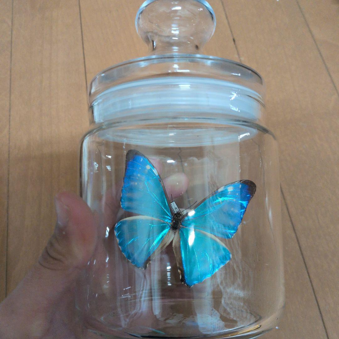 青い蝶の標本 ゼフィリティスモルフォ　ガラス瓶付き　蝶標本
