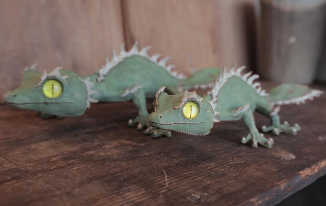 owzrt オズワートGecko Oteroi Satanic Agave