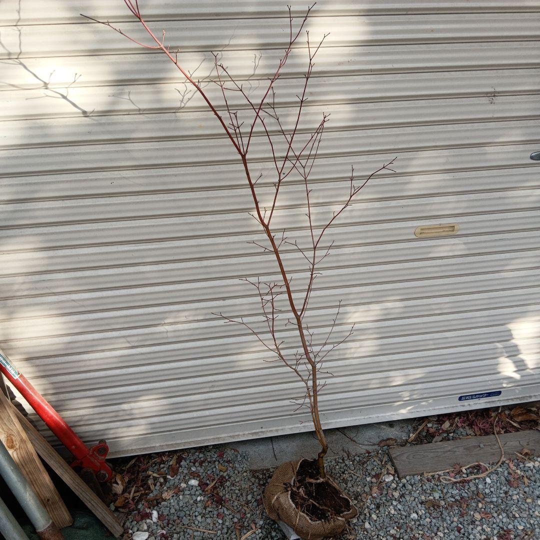 コハウチワカエデ　山採り　⑥