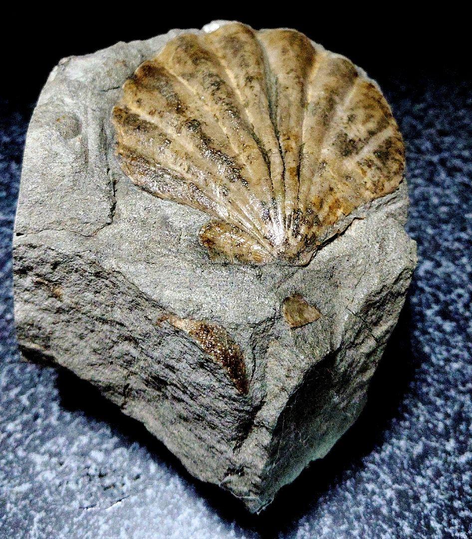 はにわ★ようばけ化石★古秩父湾【1550万年前のホタテ0.8kg】