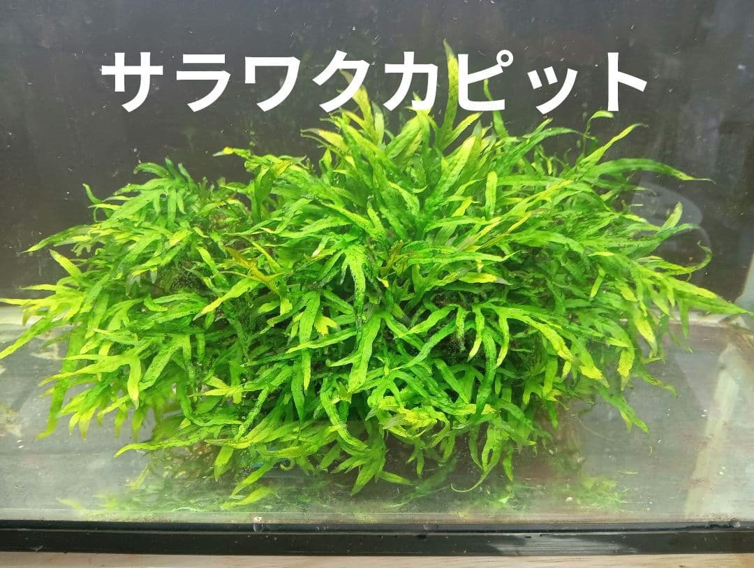 KEISUKEさま専用　サラワクカピット　ナナミニ　２点セット