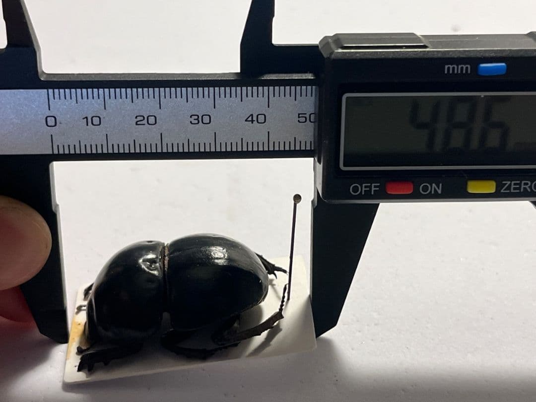 【未展足38mm】ピンポンタマオシコガネ 　スカラベ　フンコロガシ標本