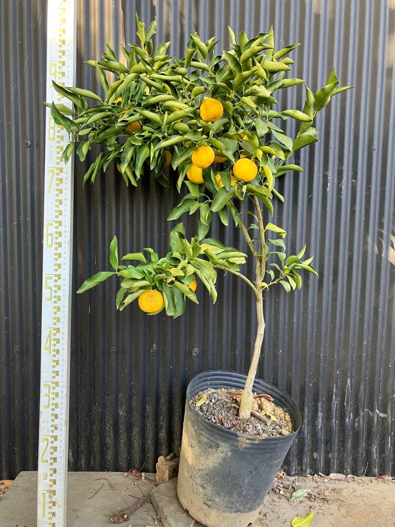 どん兵衛さま専用