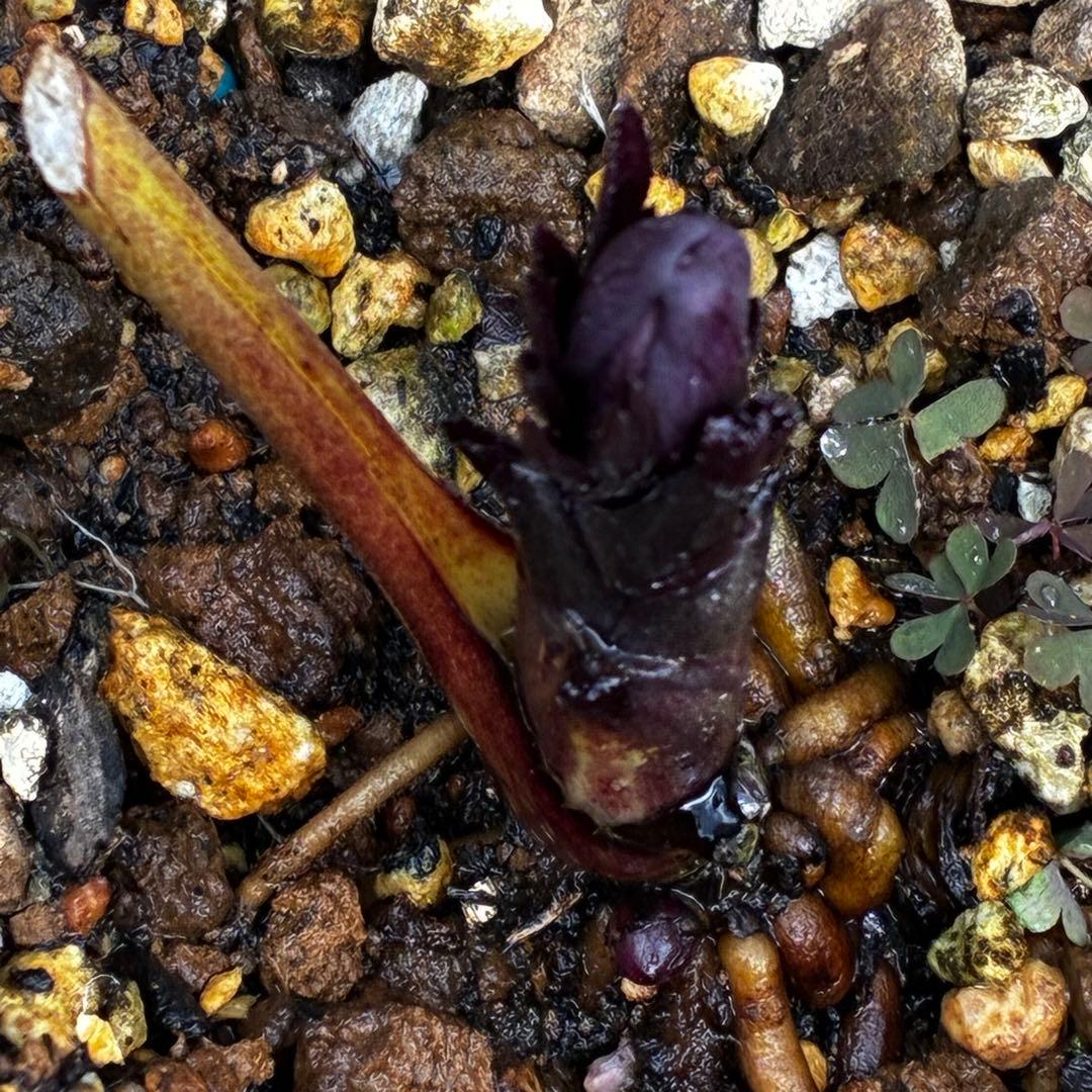 プ*ア様 3489☘️蕾花付き☘️⭐️ダブル⭐️写楽⭐️整形花⭐️艶ピコ⭐️樋口