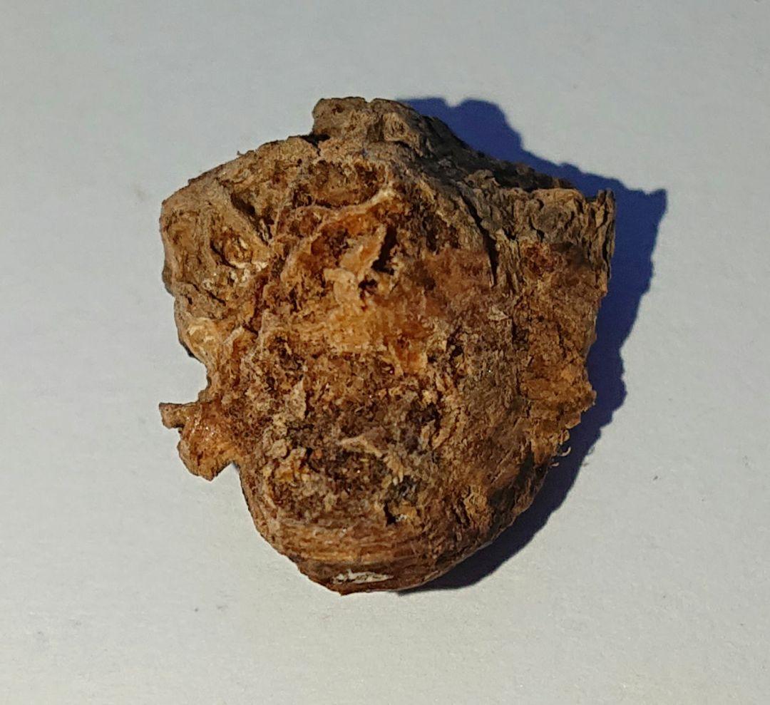 聞香・柬蒲寨産 根瘤黄花梨