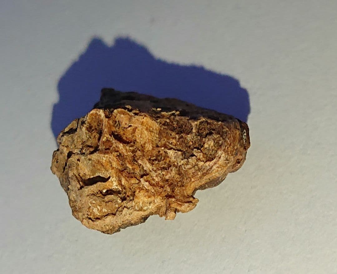 聞香・柬蒲寨産 根瘤黄花梨