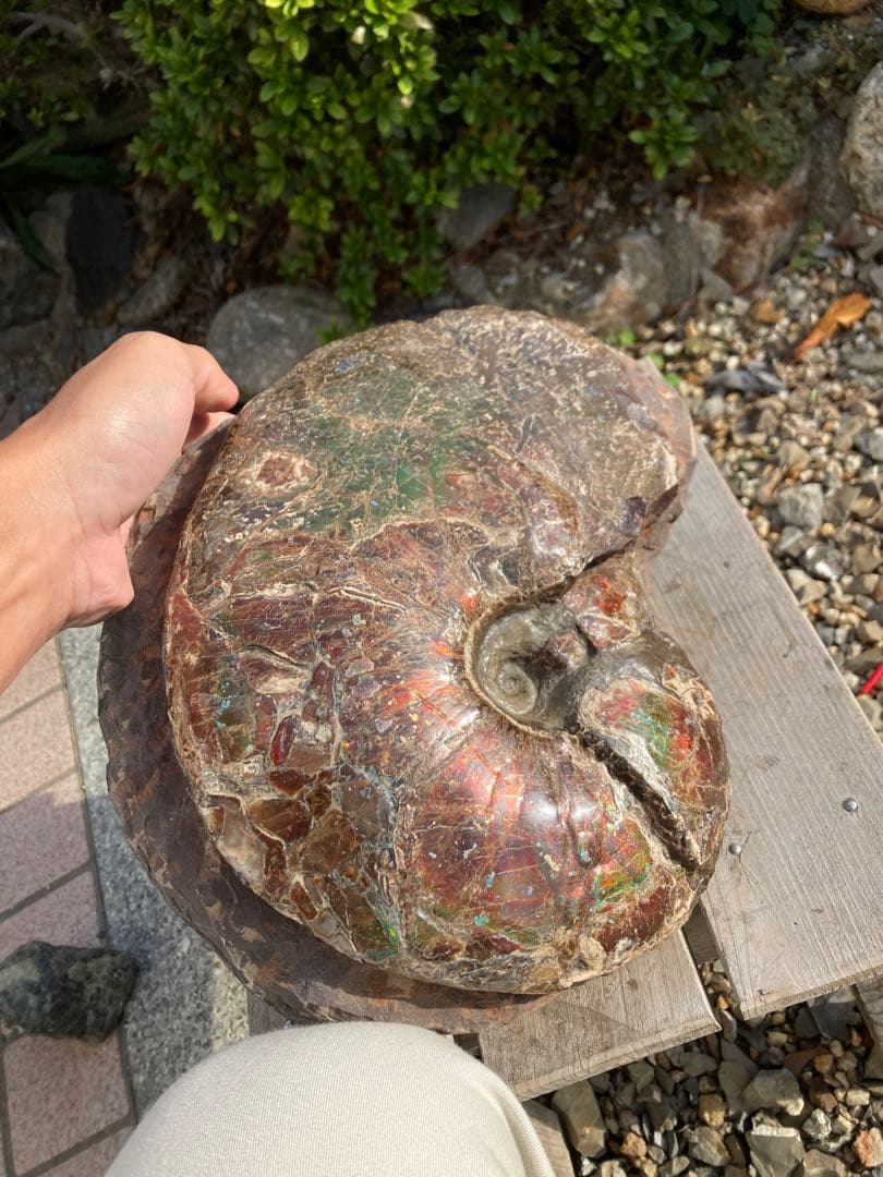 ドラゴンスキンのアンモライト 化石　アンモナイト　恐竜　風水　宝石