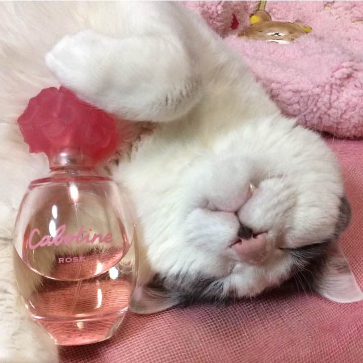 【ご予約品】カボティーヌ ローズ オードトワレ 100ml